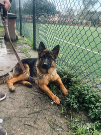 Cediamo pastore tedesco