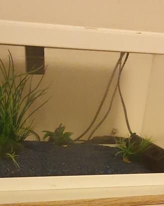 Acquario Ciano Aqua 60 LED bianco