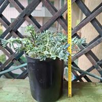 Vari Cactus e piante grasse