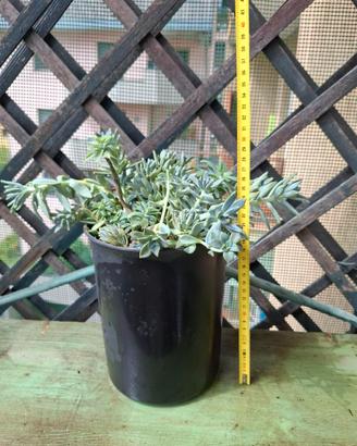Vari Cactus e piante grasse