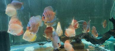 Discus vari ??