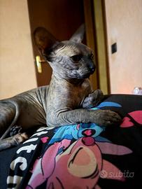 Maschio sphynx per monta