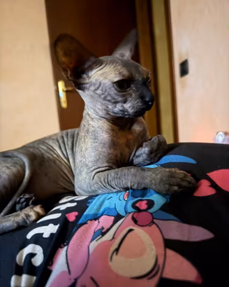Maschio sphynx per monta