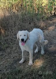 Cucciolo di pastore abruzzese maremmano