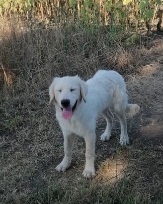 Cucciolo di pastore abruzzese maremmano