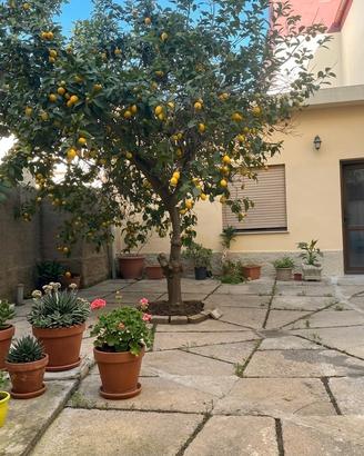 Ampia proprietà dotata di giardino e dependance