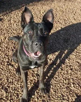 Luna simil boxer