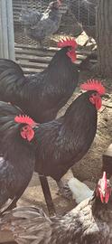 Galli Australorp e varie razze