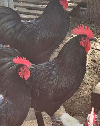 Galli Australorp e varie razze