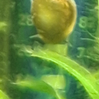 Lumache phisa acquario