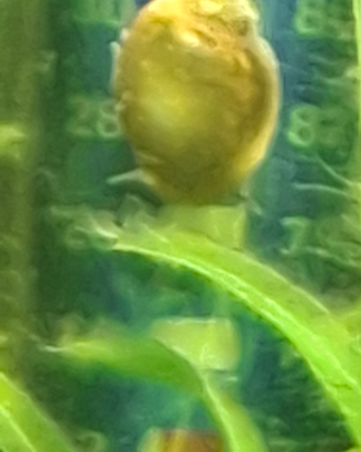Lumache phisa acquario