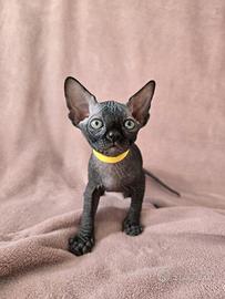 Ultimo Sphynx nero rimasto
