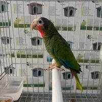 Amazzone fronte bianca