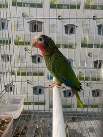 Amazzone fronte bianca