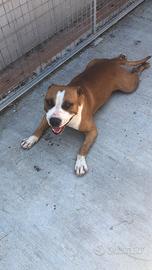 Cane Amstaff