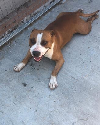 Cane Amstaff