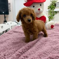 Barboncino (barbone) Fulvo Toy