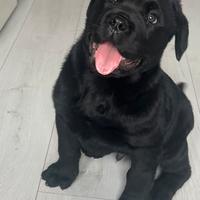 Cucciolo incrocio Rottweiler è Cane Corso