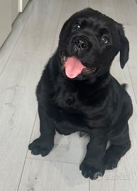 Cucciolo incrocio Rottweiler è Cane Corso