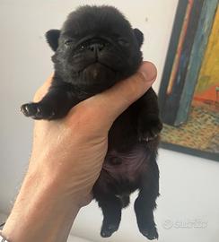 Cuccioli di carlino con Pedigree Enci