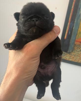 Cuccioli di carlino con Pedigree Enci