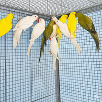 Parrocchetti dal collare varie mutazioni