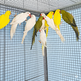 Parrocchetti dal collare varie mutazioni