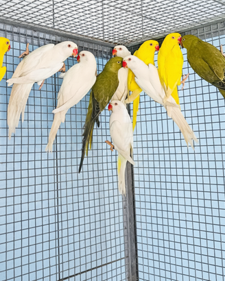 Parrocchetti dal collare varie mutazioni