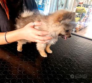 Spitz della Pomerania genitori e cucciola