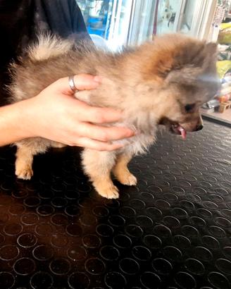 Spitz della Pomerania genitori e cucciola