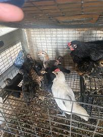 Gallinelle nane