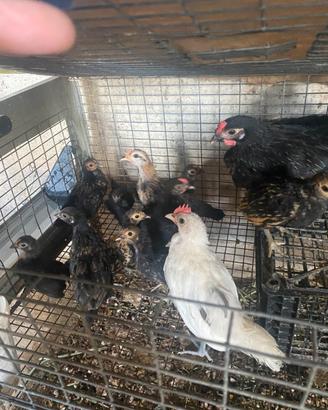 Gallinelle nane