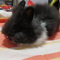 Conigli testa di leone