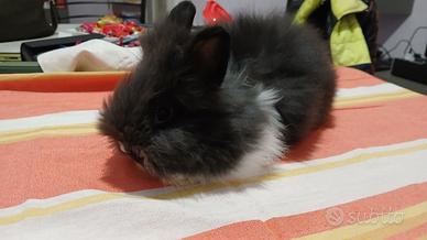 Conigli testa di leone