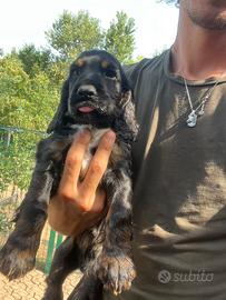 Cuccioli cocker spaniel