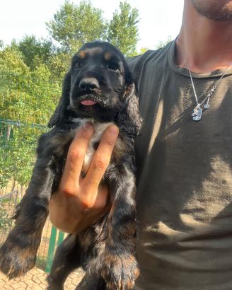 Cuccioli cocker spaniel