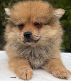 Spitz tedesco