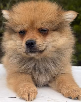 Spitz tedesco