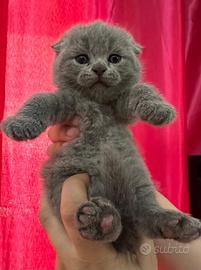 Gattini Scottish Fold