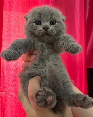 Gattini Scottish Fold