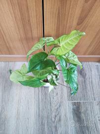 due varietà di syngonium