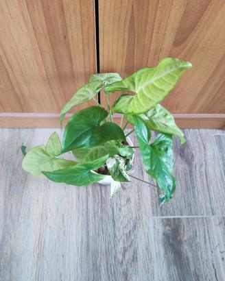 due varietà di syngonium