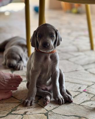 Cuccioli di weimaraner