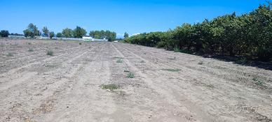 Terreno agricolo
