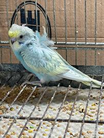 Cocorite Hagaromo