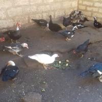 Anatre mute di Barberia