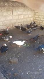 Anatre mute di Barberia