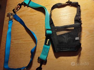 museruola , guinzaglio e cintura per cani in auto 