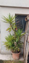 Tronchetto della felicità Yucca da giardino