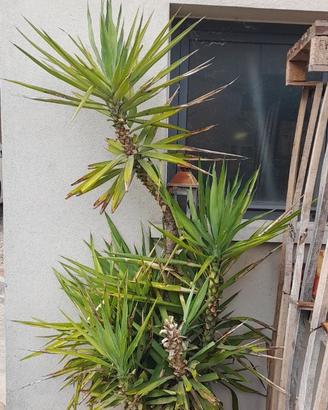 Tronchetto della felicità Yucca da giardino
